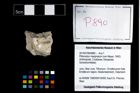 Foto (Objekt + Etikett) von Pithonoton marginatum (von Meyer, 1842)  (NHMW-GEO-2014-0194-0890)